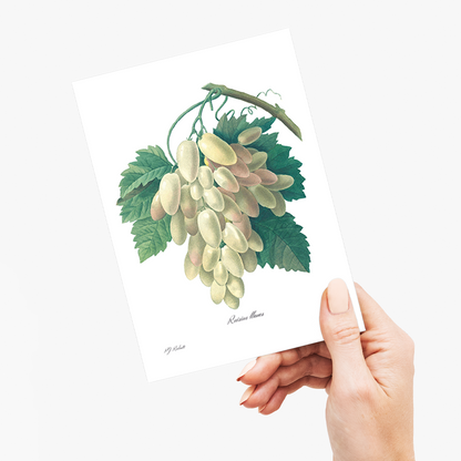 White Grape By Pierre-Joseph Redouté - Wenskaart