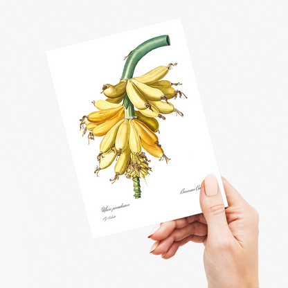 Banana By Pierre-Joseph Redouté - Wenskaart