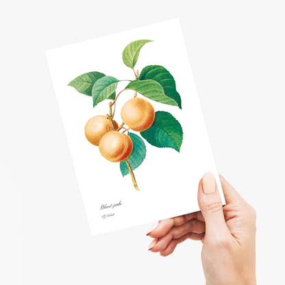 Peaches by Pierre-Joseph Redouté - Wenskaart