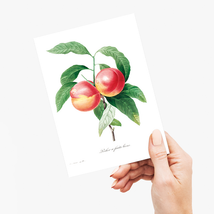Peaches on a branch By Pierre-Joseph Redouté - Wenskaart