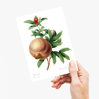 Pomegranate By Pierre-Joseph Redouté - Wenskaart
