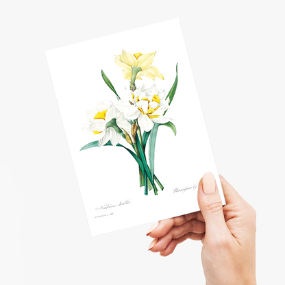 Double Daffodil by Pierre-Joseph Redouté - Wenskaart