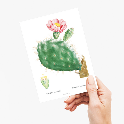 Cactus Cochenillifer By Pierre-Joseph Redouté. - Wenskaart