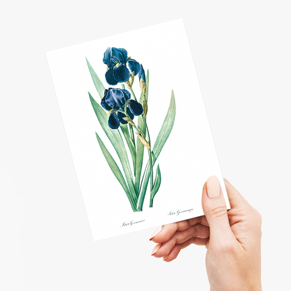 German Iris By Pierre-Joseph Redouté. - Wenskaart