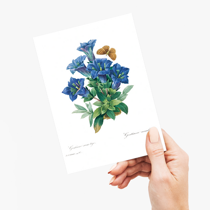 Gentiana Acaulis By Pierre-Joseph Redouté - Wenskaart