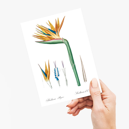 Bird of paradise By Pierre-Joseph Redouté. - Wenskaart