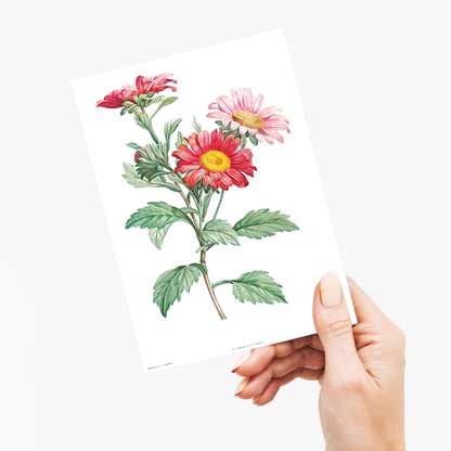 Red aster By Pierre-Joseph Redouté - Wenskaart