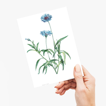 Blue flower By Pierre-Joseph Redouté - Wenskaart