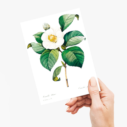 White Japanese camellia By Pierre-Joseph Redouté - Wenskaart