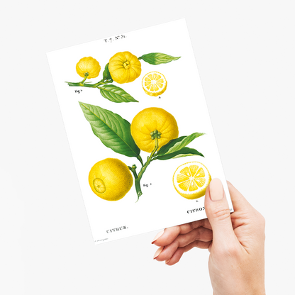 Clusters of citrus By Pierre-Joseph Redouté - Wenskaart
