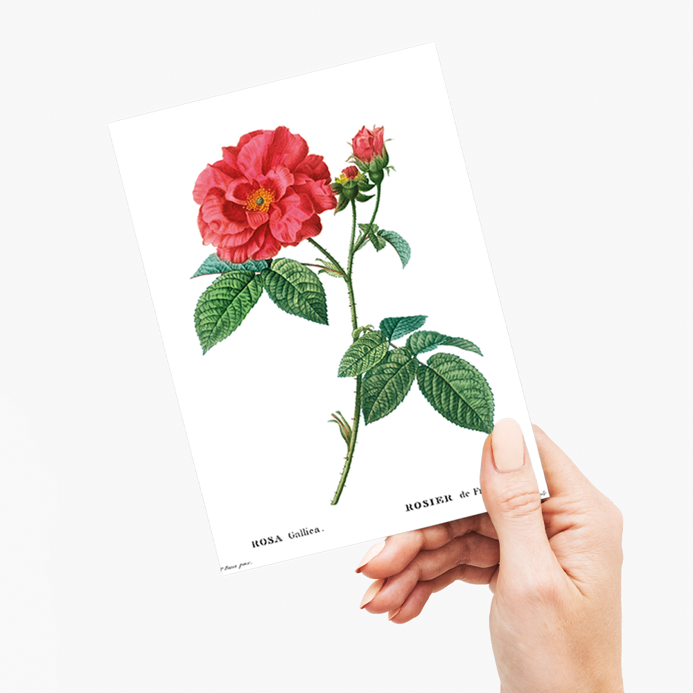 French rose By Pierre-Joseph Redouté - Wenskaart