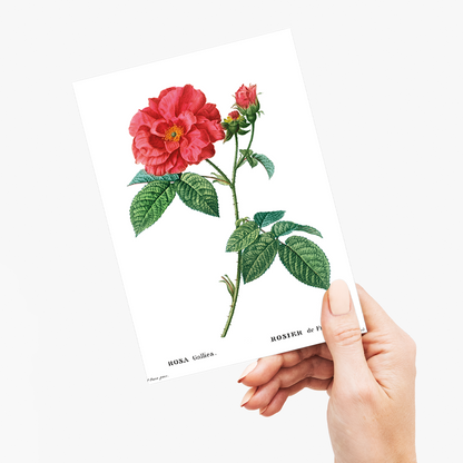 French rose By Pierre-Joseph Redouté - Wenskaart