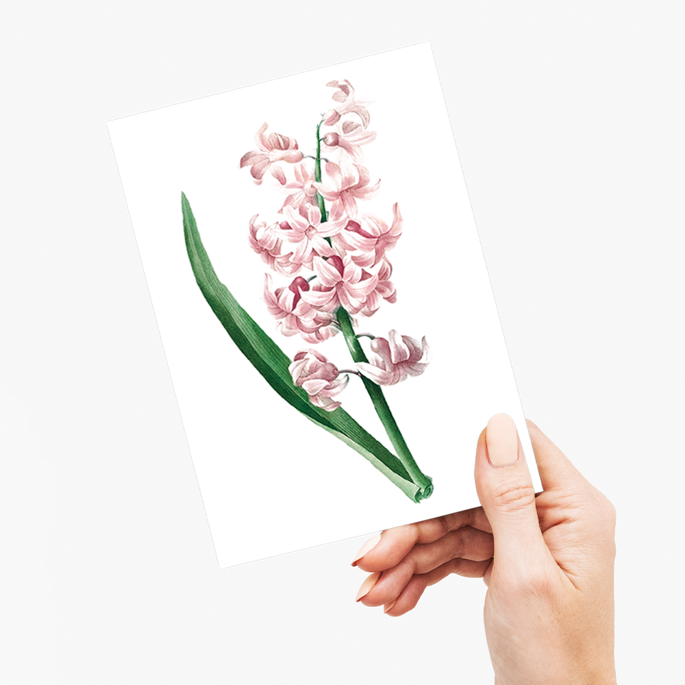 Pink Hyacinth By Pierre-Joseph Redouté - Wenskaart