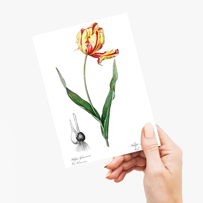 Didier's tulip By Pierre-Joseph Redouté - Wenskaart