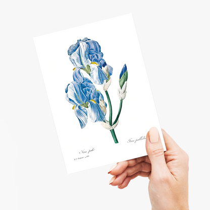 Iris Pallida By Pierre-Joseph Redouté - Wenskaart