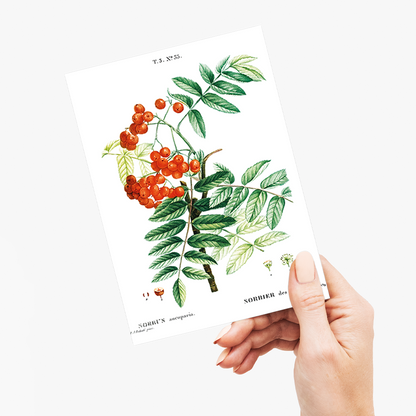 Mountain ash By Pierre-Joseph Redouté - Wenskaart