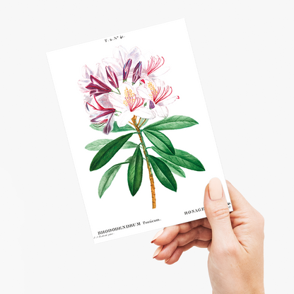 Rhododendron ponticum By Pierre-Joseph Redouté - Wenskaart