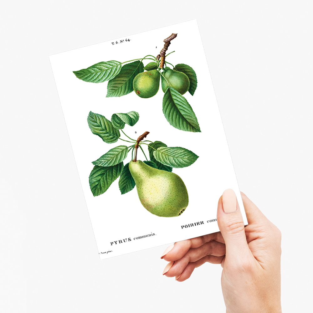 Pear By Pierre-Joseph Redouté - Wenskaart