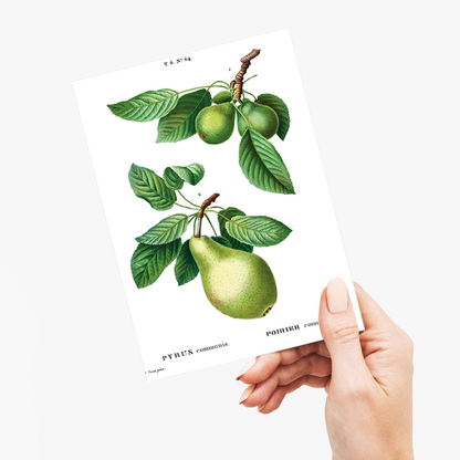 Pear By Pierre-Joseph Redouté - Wenskaart