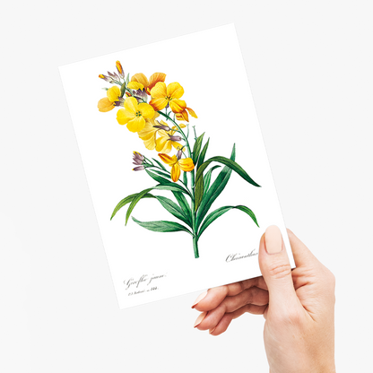 Wallflower By Pierre-Joseph Redouté - Wenskaart