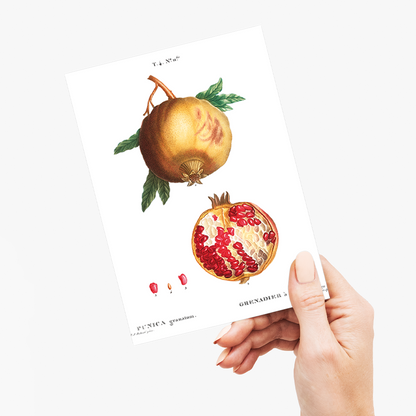 Pomegranate By Pierre-Joseph Redouté - Wenskaart