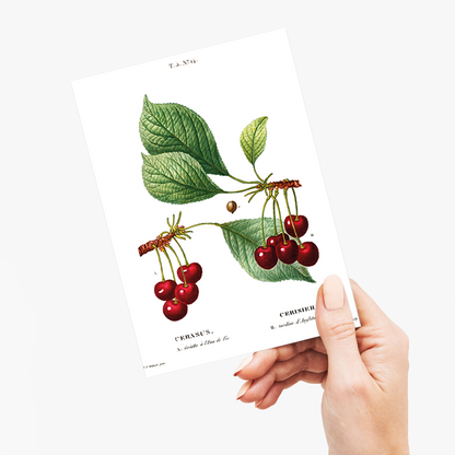 Cherry II By Pierre-Joseph Redouté - Wenskaart