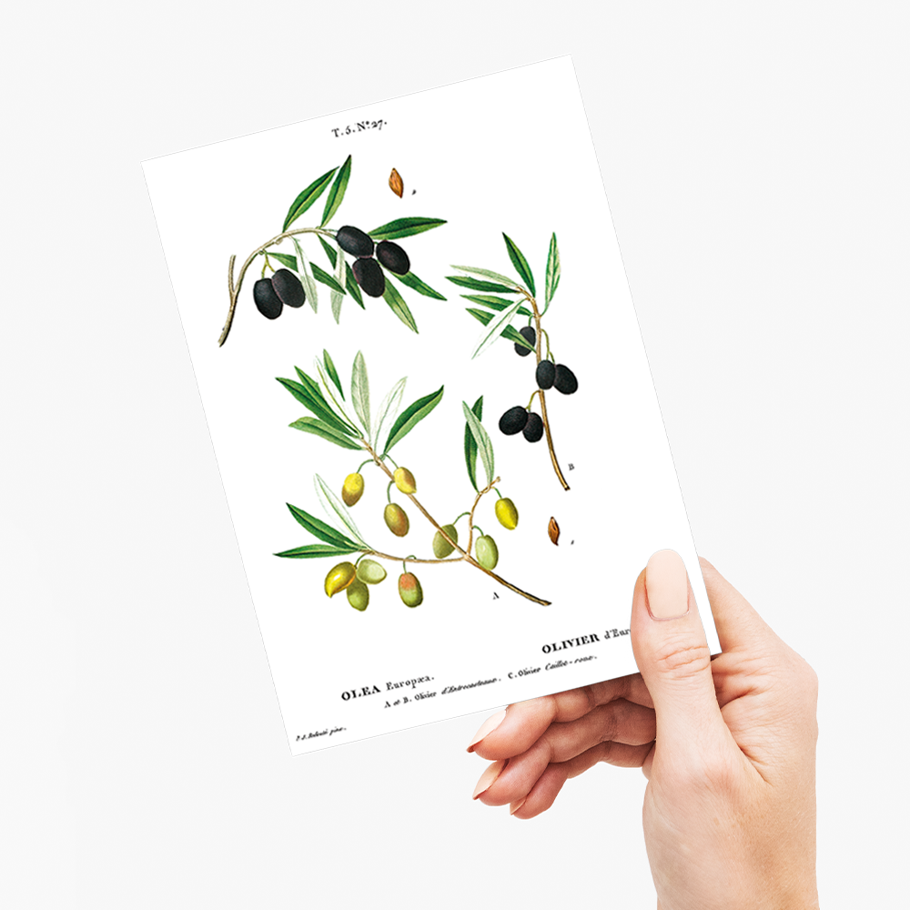 Olive II  By Pierre-Joseph Redouté - Wenskaart