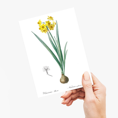 Daffodil  By Pierre-Joseph Redouté - Wenskaart