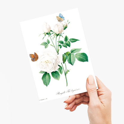 White rose By Pierre-Joseph Redouté - Wenskaart