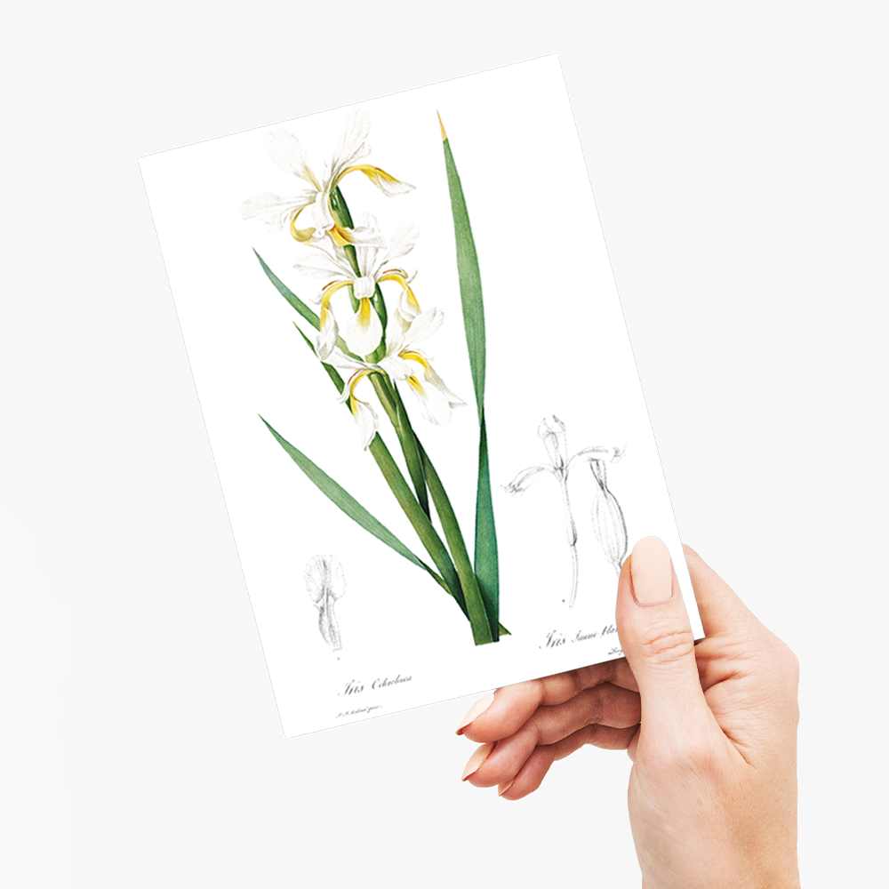 Gold-banded Iris By Pierre-Joseph Redouté - Wenskaart