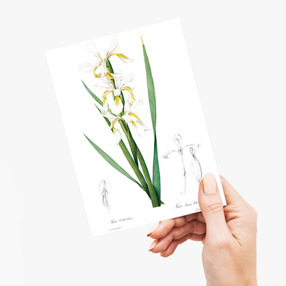 Gold-banded Iris By Pierre-Joseph Redouté - Wenskaart