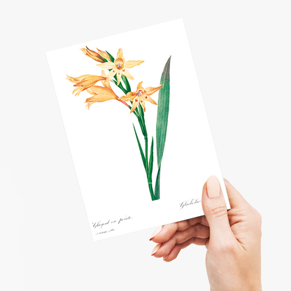 Gladiolus By Pierre-Joseph Redouté - Wenskaart