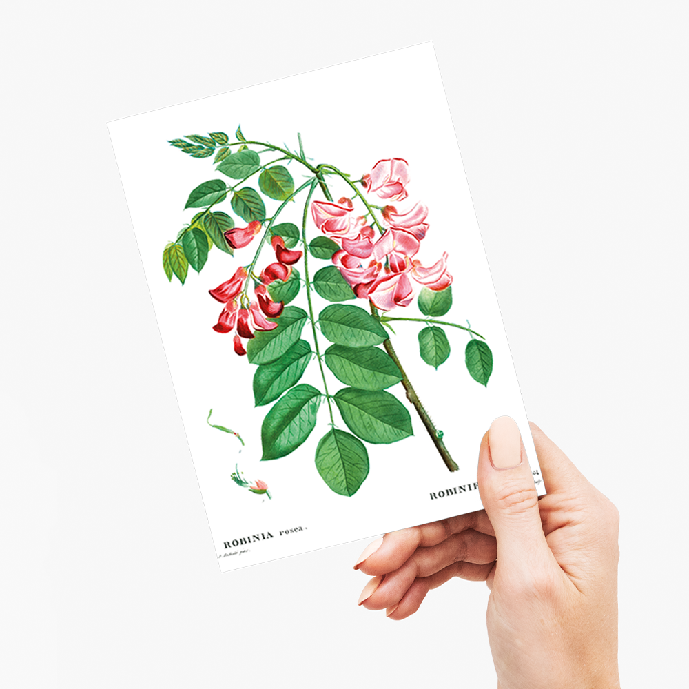 Robinia rosea By Pierre-Joseph Redouté - Wenskaart
