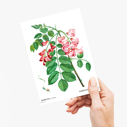Robinia rosea By Pierre-Joseph Redouté - Wenskaart