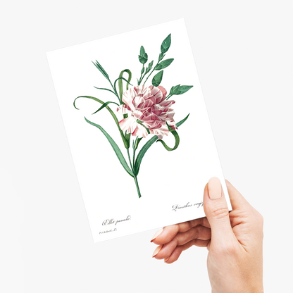 Carnation By Pierre-Joseph Redouté - Wenskaart