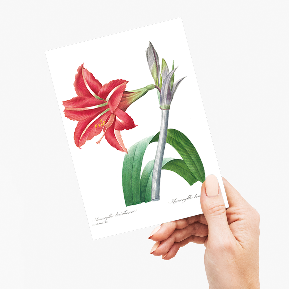 Brazilian Amaryllis By Pierre-Joseph Redouté - Wenskaart