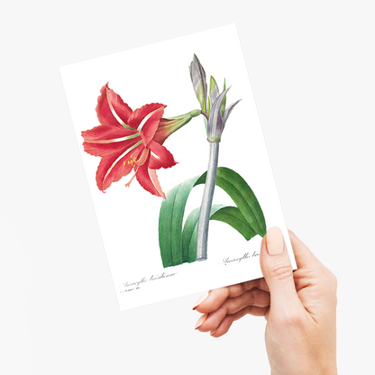 Brazilian Amaryllis By Pierre-Joseph Redouté - Wenskaart