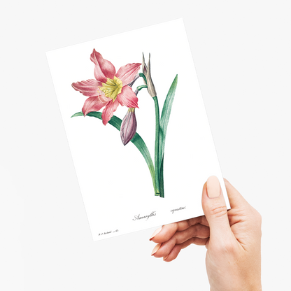 Amaryllis Equestre By Pierre-Joseph Redouté - Wenskaart