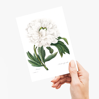 Peony By Pierre-Joseph Redouté - Wenskaart