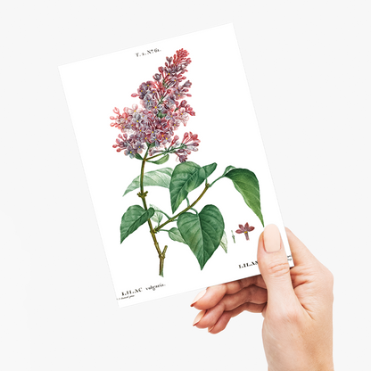 Comon lilac By Pierre-Joseph Redouté - Wenskaart