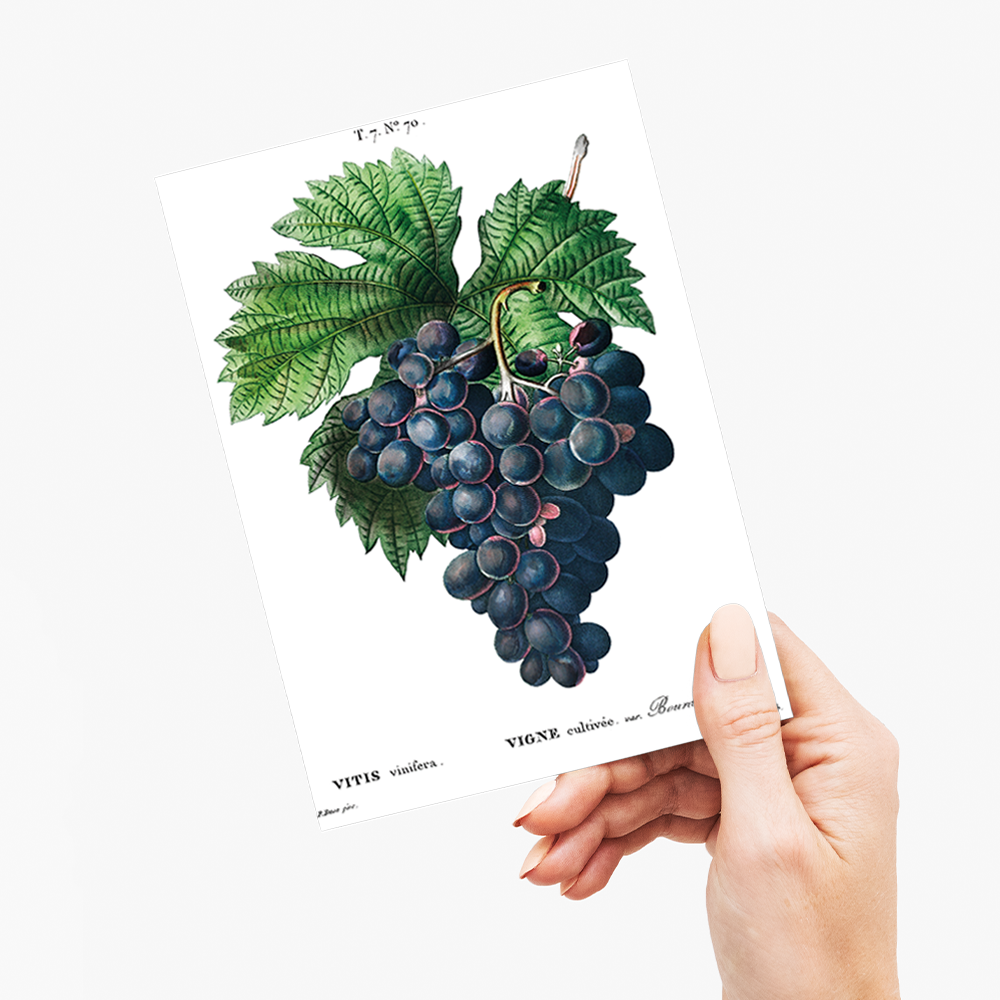 Vitis vinifera II By Pierre-Joseph Redouté - Wenskaart
