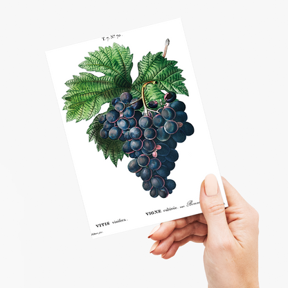 Vitis vinifera II By Pierre-Joseph Redouté - Wenskaart