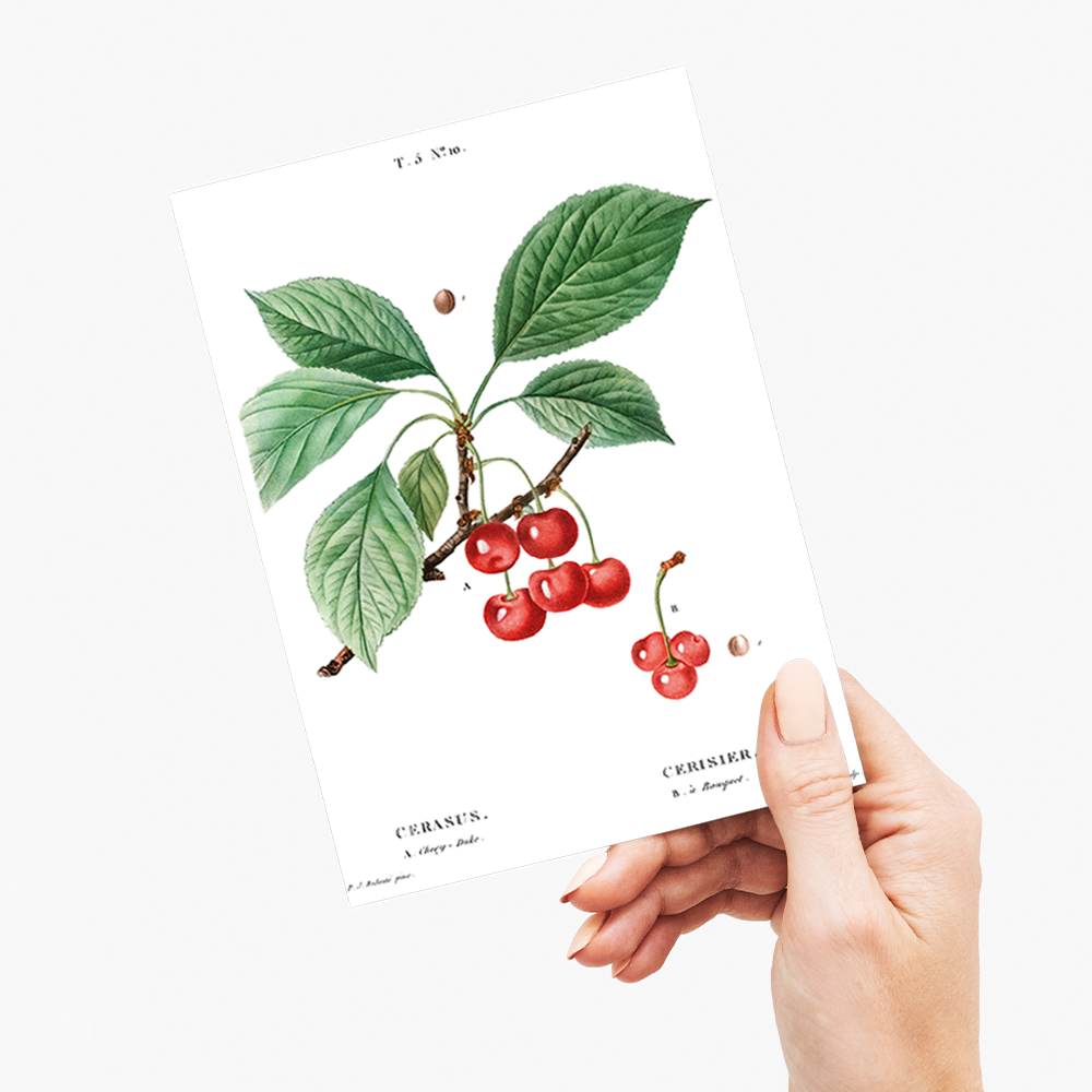 Cherry By Pierre-Joseph Redouté - Wenskaart
