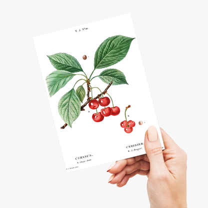 Cherry By Pierre-Joseph Redouté - Wenskaart