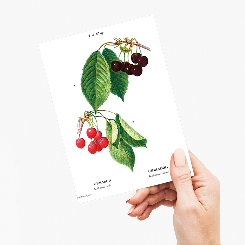 Cherry II By Pierre-Joseph Redouté - Wenskaart