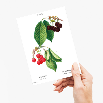 Cherry II By Pierre-Joseph Redouté - Wenskaart