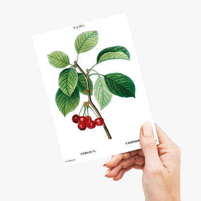 Cherry III By Pierre-Joseph Redouté - Wenskaart