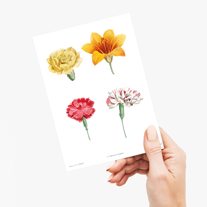 Flower set from La Botanique de J. J. Rousseau By Pierre-Joseph Redouté - Wenskaart