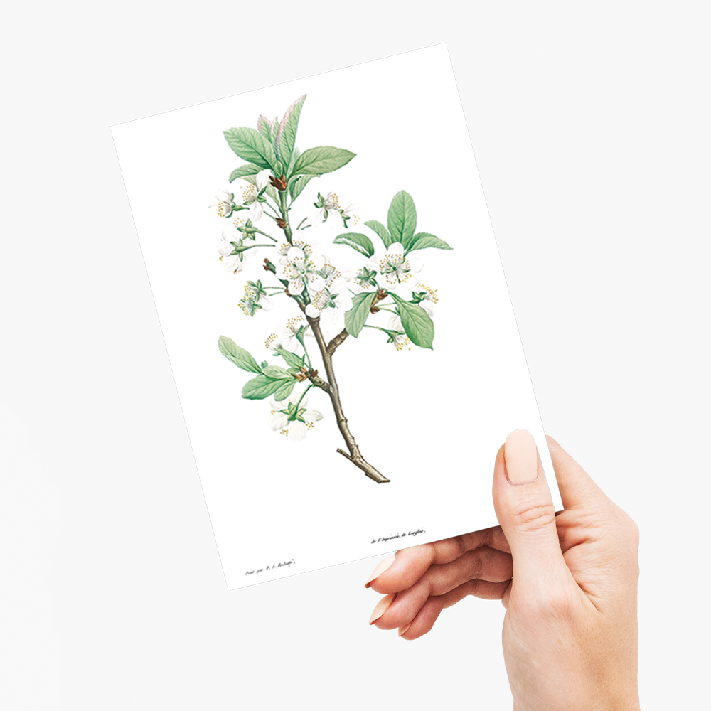 Plum Flower By Pierre-Joseph Redouté - Wenskaart