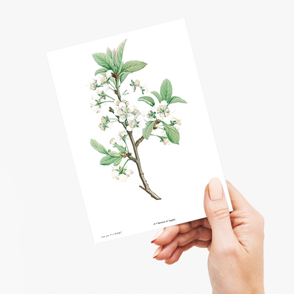 Plum Flower By Pierre-Joseph Redouté - Wenskaart
